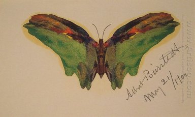 mariposa 1900