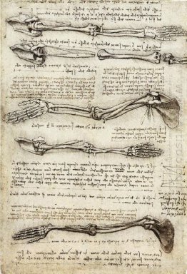 Studies Of The Arm Showing The Movements Made By The Biceps