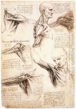 Anatomische studie van de borst