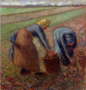 урожай картофеля 1885