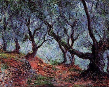 Grove von Olivenbäumen in Bordighera