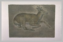 Sketch Of Muda Deer