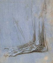 A anatomia de um pé