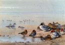 Pintail, Teal Dan Wigeon, On The Seashore