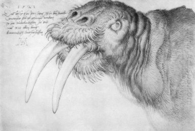 Hoofd van een walrus 1521