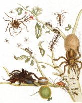 Les araignées, les fourmis et colibri sur une branche d'un goyav