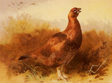 Grouse Cock