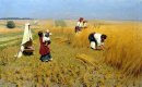 Harvest Gathe i Ukraina