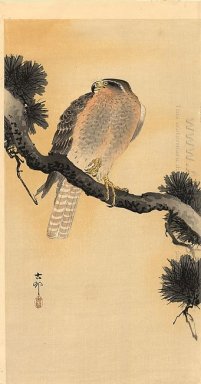 Falcon on a Branch