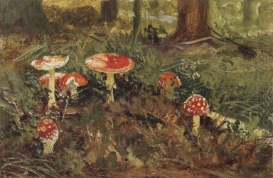 Amanita 1879