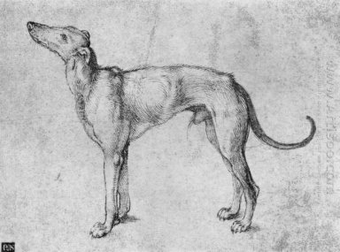 greyhound