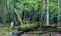 Réduisez chêne dans la forêt Bialowiezka 1892
