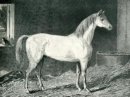 Messenger Paard