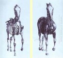 Frontal View Of The Skeleton Of A Horse Study No 10 From The Ana