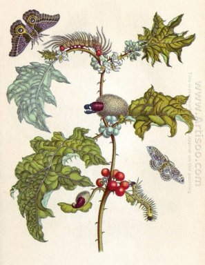 van Metamorphosis insectorum Surinamensium