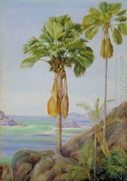 Árvores Masculino e Feminino do Coco de Mer em Praslin