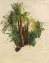 Studie van palmbomen