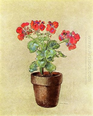 Gerânio 1902