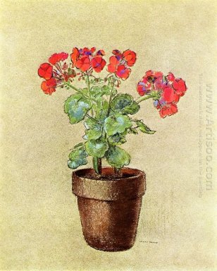 Pelargoner 1902