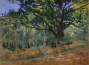 O Bodmer Oak Fontainebleau