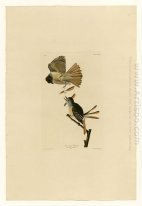Placa 129 Grande Flycatcher com crista