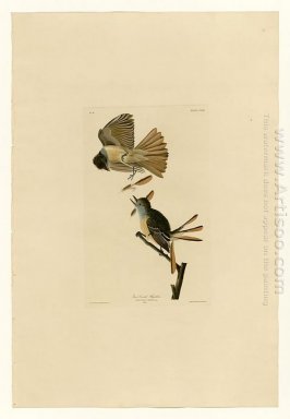 Platte 129 Hauben flycatcher