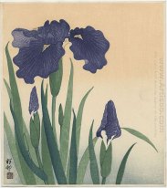 Blühende Iris