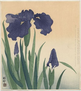 Flowering iris