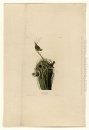 Plate 100 Marsh Wren