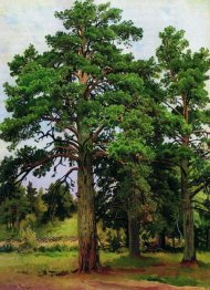 Pine Without The Sun Mary Howe 1890