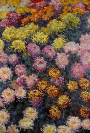 Bed Of Krysantemum