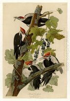 Plaat 111 Pileated