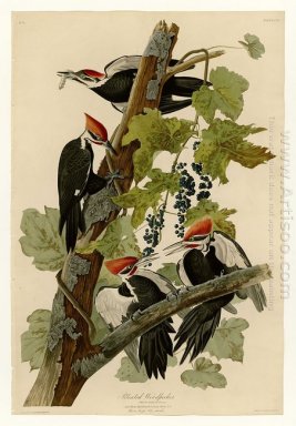 Placa 111 Pileated Carpintero