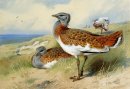 Bustards Besar