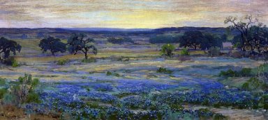 Bluebonnets au crépuscule