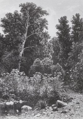 Tepi Of The Forest 1885