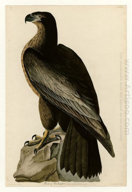 Plaat 11. Vogel van Washington