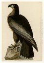 Piatto 11. Bird of Washington