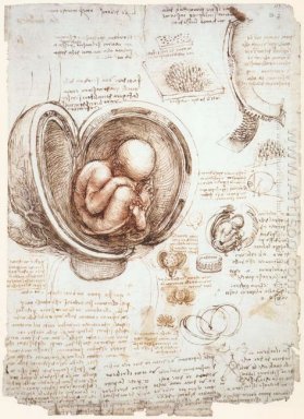 Estudios del feto en el útero