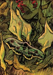 Besar Peacock Moth 1889