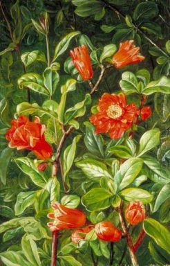 Flores da romã, pintado em Teneriffe