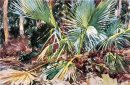 Palme nane Florida 1917