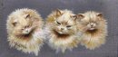 Drei Katzen