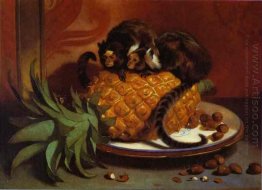 Marmosets Brasil