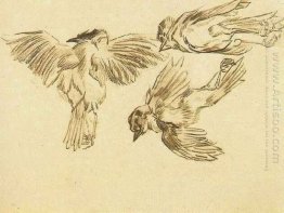 Studi Of A Dead Sparrow 1885