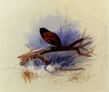 A Nepalese black headed nun in the branch of a tree