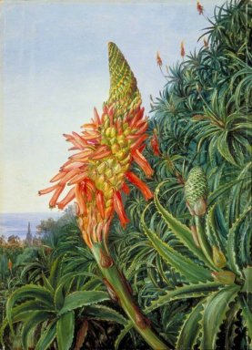 Aloe Comune in Fiore, Tenerife