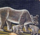 L'Ours Blanc Avec Cubs 1912