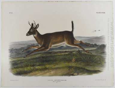 Long-tailed Hirsche