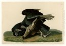 Piatto 106 Avvoltoio nero o Carrion Crow